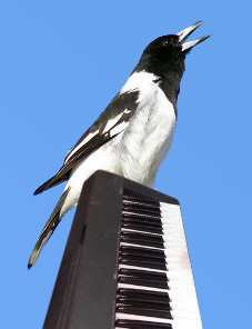 Australian pied butcherbird